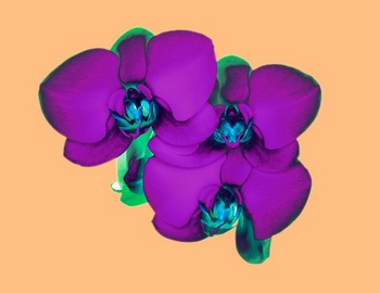 F 043G